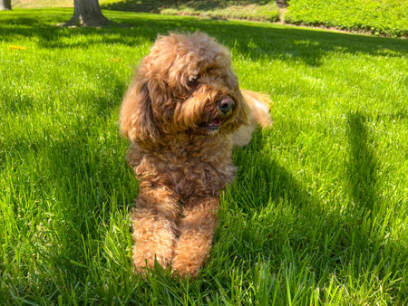 Cute Fluffy Cavapoo Dog on the Grass in a Parkの写真素材