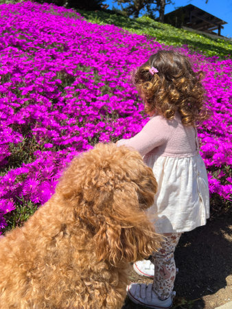 Cute little girl is playing with purple flowers, toddler looking at flowerの写真素材
