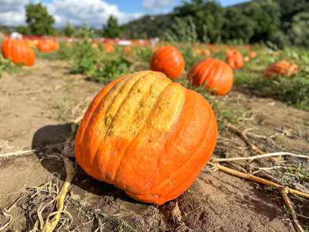 Autumn harvest of orange pumkins at hill side farmers field. High quality photoの写真素材