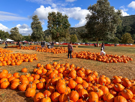 Pumpkins patch in the field during harvest time in fall. Halloween preparation, American Farm, San Diego, California, USA. October 5th, 2023のeditorial素材