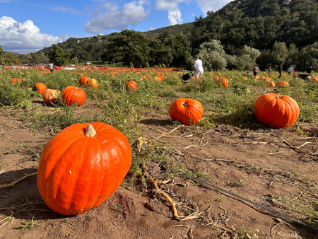 Pumpkins patch in the field during harvest time in fall. Halloween preparation, American Farm, San Diego, California, USA. October 5th, 2023のeditorial素材
