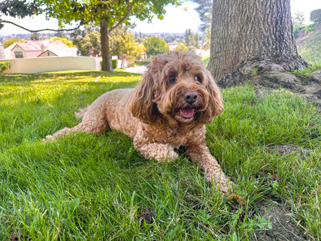 Cute Fluffy Cavapoo Dog on the Grass in a Park