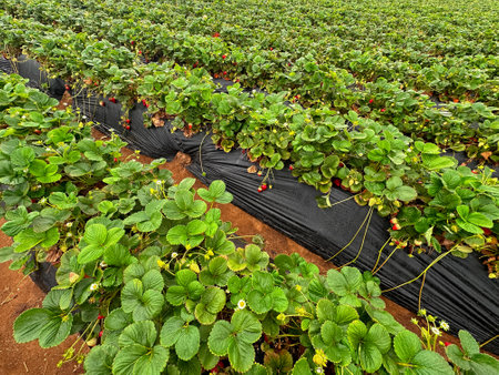 Strawberry picking in strawberry field on fruit farm. Fresh ripe organic strawberry. Family Activityの写真素材
