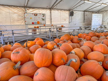 Large piles scattering of small pumpkins and gourds at a pumpkin patch in October for a Fall Festivalの写真素材