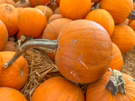 Large piles scattering of small pumpkins and gourds at a pumpkin patch in October for a Fall Festivalの写真素材