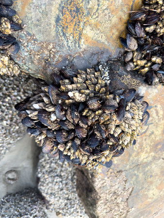 A closeup shot of mussels on coastal rocks during low tide. High quality photo