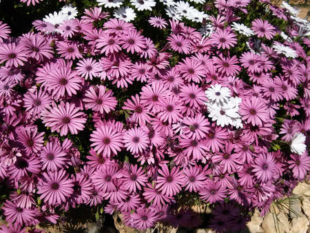 Lilac and white daisies in a garden.