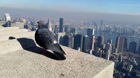 Black dove atop the Empire State Building, Manhattan, New York.の写真素材