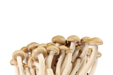 Mushrooms