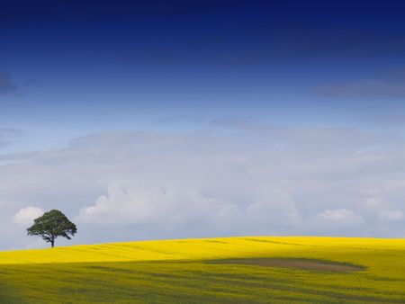 Looking over a rural English landscape of yellow rapeseed, to a tree on the horizon, beneath a dramatic blue sky with fluffy white clouds. An ideal desktop wallpaper or background.の写真素材