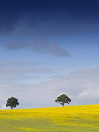 Looking over a rural English landscape of yellow rapeseed, to a tree on the horizon, beneath a dramatic blue sky with fluffy white cloudsの写真素材