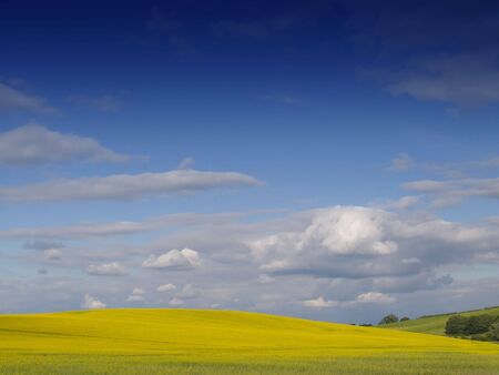 Looking over a rural English landscape of yellow rapeseed, to a gently curving horizon, beneath a dramatic blue sky with fluffy white clouds. An ideal desktop wallpaper or background.の写真素材