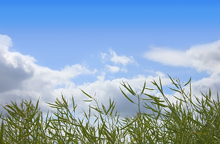Close up view of Rapeseed against a blue skyの写真素材