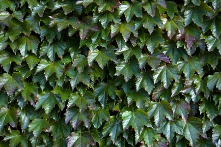 Wall covered with a rich growth of ivyの写真素材