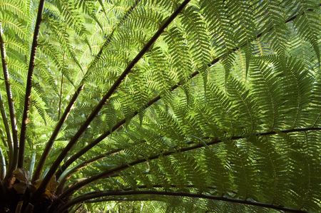 Large Tree Fern shot from under the tree and into the light, the leaves or fronds backlit by the sunの写真素材