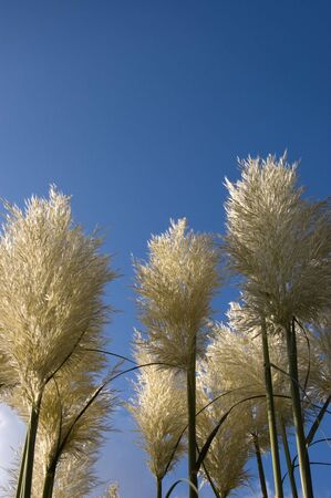 Pampas grass against a blue skyの写真素材