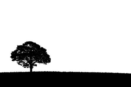 Silhouette of a single tree on a white backgroundの写真素材