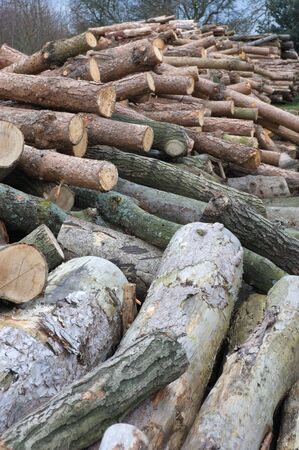Pile of logs stacked highの写真素材