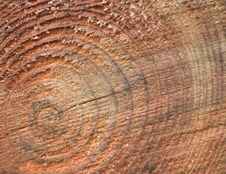 Close up of roughly sawn log showing the concentric ringsの写真素材