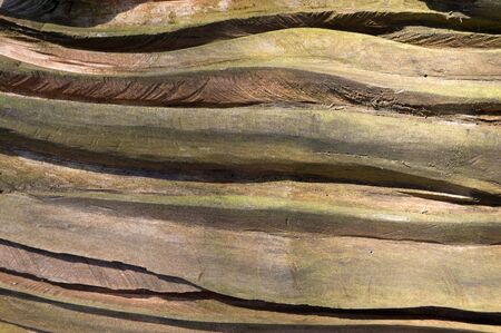 Carved tree trunk dappled with sunlightの写真素材