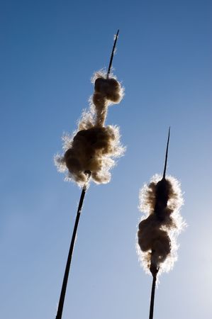 Bulrushes silhouetted, against a blue skyの写真素材