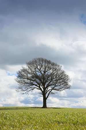 Single tree in winter bare of leaves under a threatening skyの写真素材