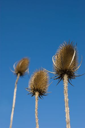 Spear thistles against a blue sky.  Cirsium Vulgareの写真素材