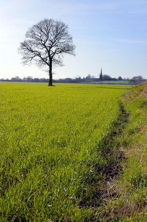 Single bare tree silhouetted against the sky stands in a green field in the distance a church spire on the horizonの写真素材