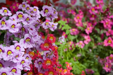 Colourful floral display of dwarf Schizanthusの写真素材