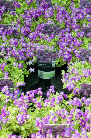 Purple aubrieta plants in pots for sale at a flower market stallの写真素材