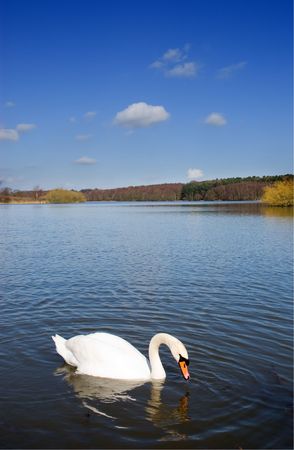 Ripples in the water around a single swan dipping for food on a deep blue lakeの写真素材
