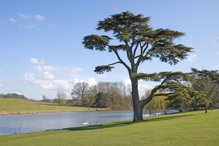 Fine Cedar Of Lebanon tree stands beside a ornamental pool on a sunny spring dayの写真素材