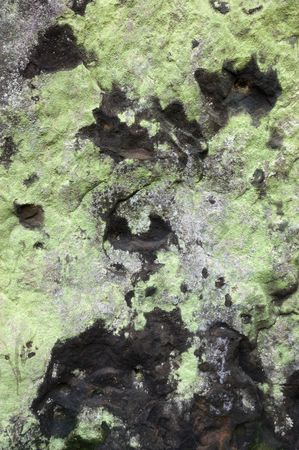 Lichens growing on a rock forming an unusual abstract patternの写真素材