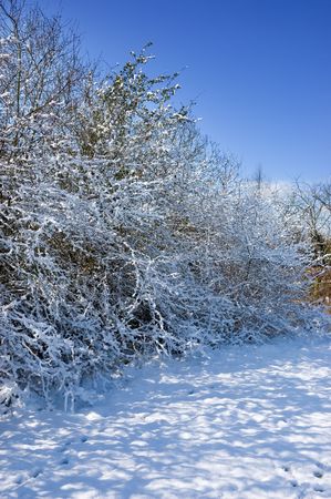 Fresh fall of snow on trees in a wooded gladeの写真素材