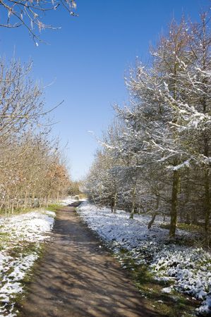 Winter landscape of a footpath through trees covered with a light dusting of snowの写真素材