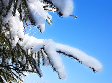 Snow on the branches of a pine tree against a clear blue skyの写真素材