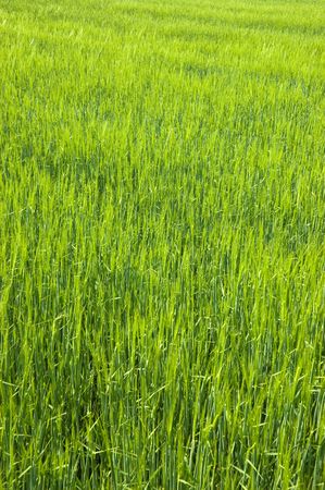 Lush green field of long grassの写真素材