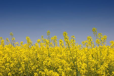 Close-up view of golden yellow rapeseed against a blue skyの写真素材