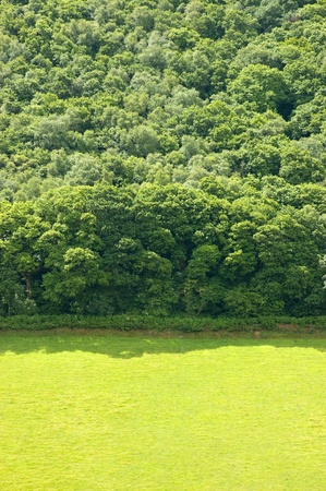 Green open pasture land and forest backgroundの写真素材