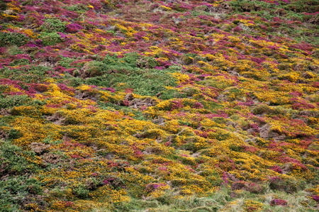 A close-up view of a field of purple and yellow heatherの写真素材