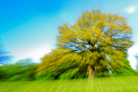 Zoom effect motion blur of a single tree in a field of buttercups on a sunny spring dayの写真素材