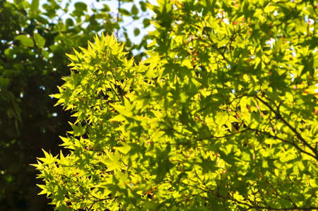 green leaves