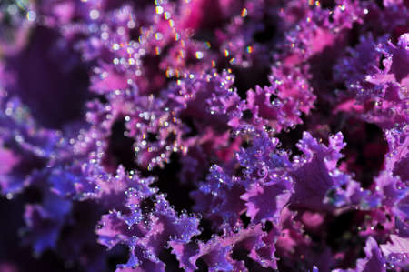 dew and violetの写真素材