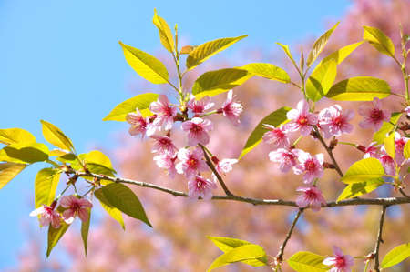 pink flowers