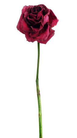 Dead dried red rose isolated on white backgroundの写真素材