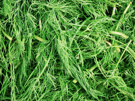 Close up of the fresh green dillの写真素材