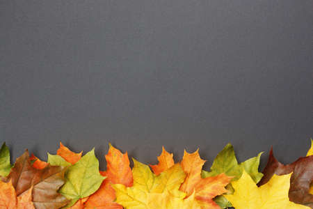 Colorful autumn maple leaves on black background. Autumn mock-up for your design. Flat layout, top...