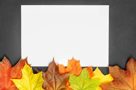 Blank white paper on black background with colorful autumn maple leaves. Autumn mock-up with copy...