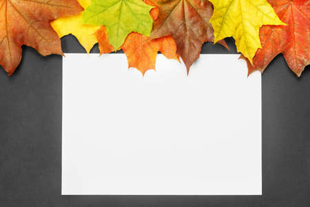 Blank white paper on black background with colorful autumn maple leaves. Autumn mock-up with copy...