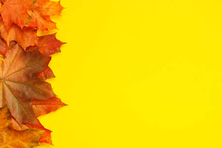 Colorful autumn maple leaves on yellow background. Autumn mock-up with copy space for your design....